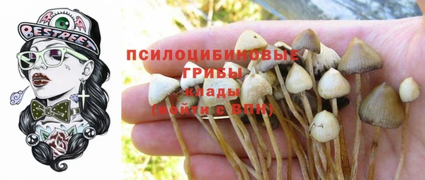 стаф Аркадак