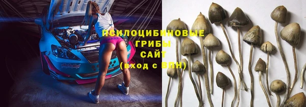 стаф Аркадак